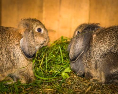 Apartmán Unterwohrlehen Faistenau Exteriér fotografie